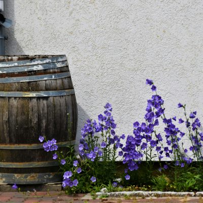 rain-barrel