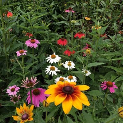 Pollinator Garden Harford County Maryland